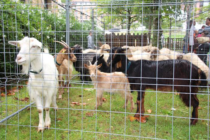 Ibarra, azoka eta piparra 71 1474219158034