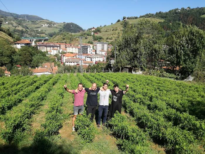 Ibarrako piperrak biltzen ar 7 1538055390021