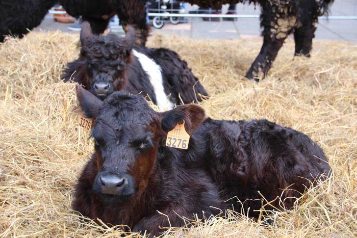 Gabonetako azokak jende asko 29 1576941760703