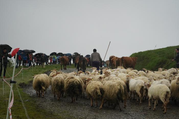 Igandean larreratuko dituzte abereak Berastegin