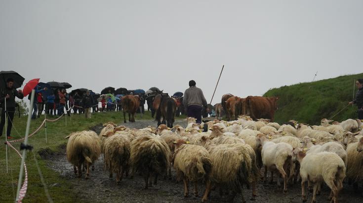 Igandean larreratuko dituzte abereak Berastegin