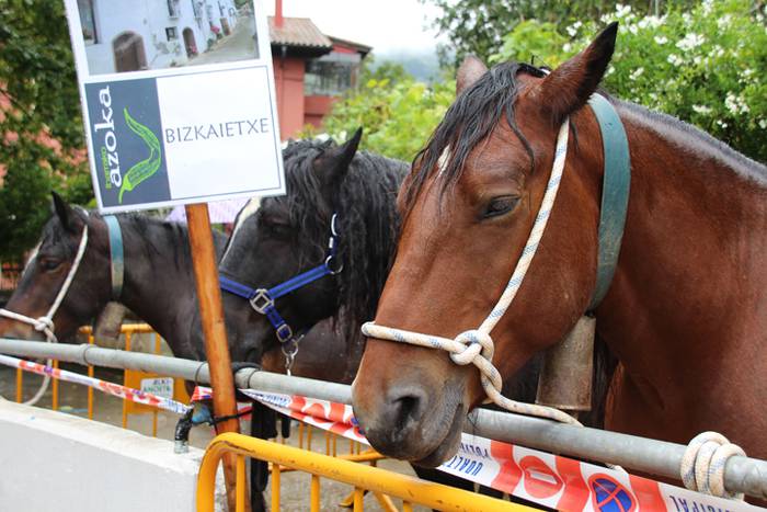 Ibarra, azoka eta piparra 72 1474219166374