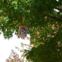 Hegaztien habia-kutxak