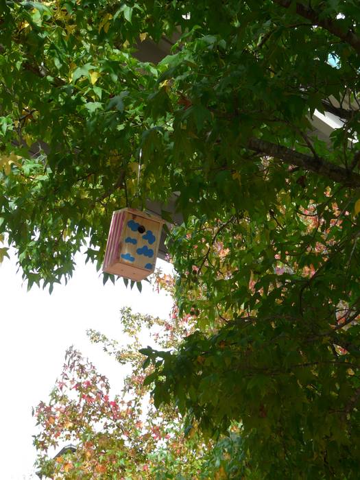 Hegaztien habia-kutxak