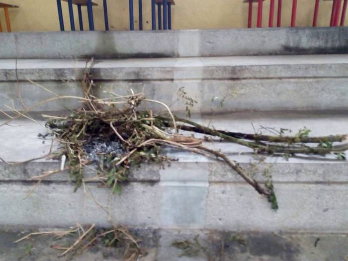 Samaniego pintaketak 5 1498731739482