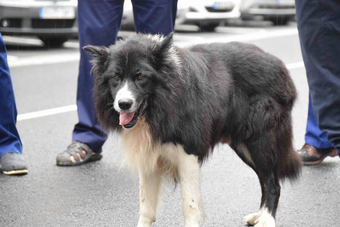 Ibarra festak 2018 kantu jir 48 1535210856075