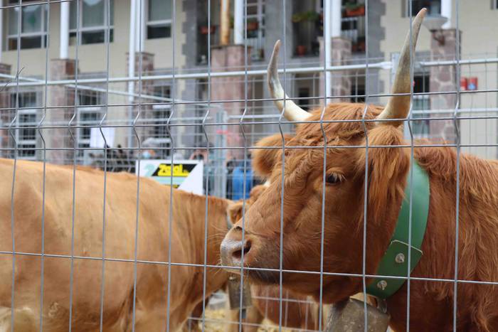 Oholtza gainera igo dira ira 13 1636308513160