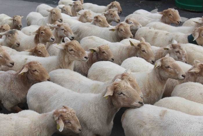 Larre irekiera ekitaldi bere 38 1588336795287