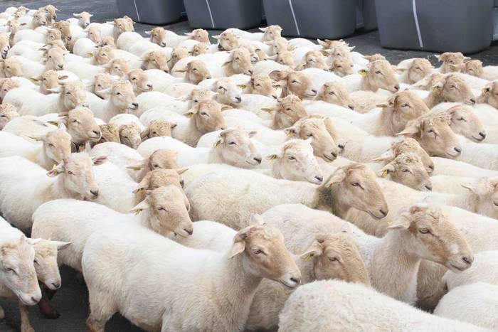 Larre irekiera ekitaldi bere 37 1588336794843