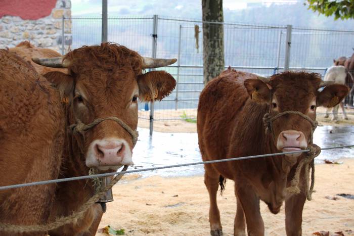 Azoka, hamaiketako eta guzti 22 1540733609620