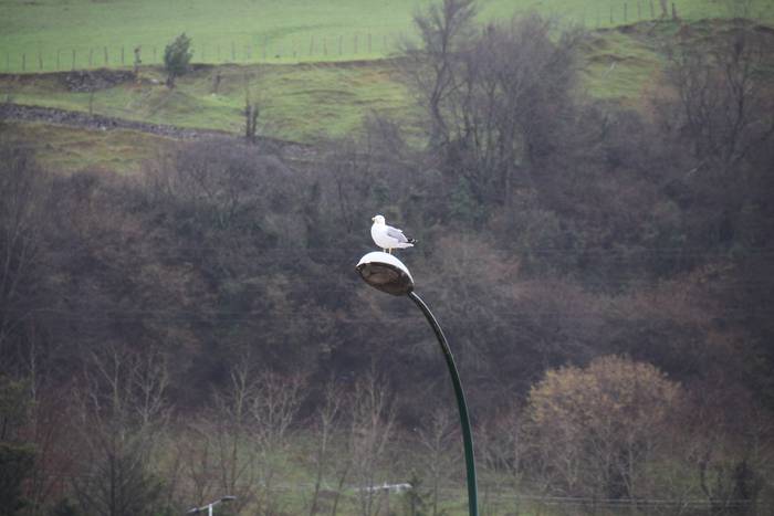 Astelehena, gainezka 25 1484571552170