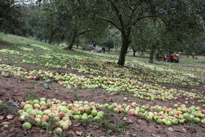 Sagarrak jasotzen. Altzo. Sa 26 1631723385200