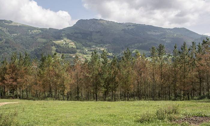 Biodibertsitategunea