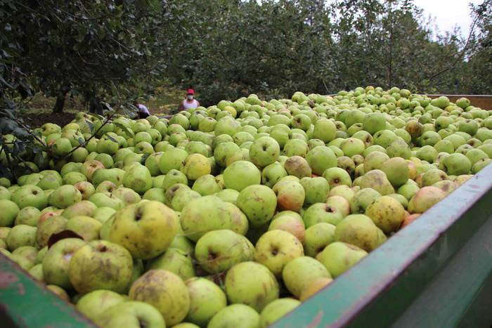 Sagarrak jasotzen. Altzo. Sa 22 1631723383973