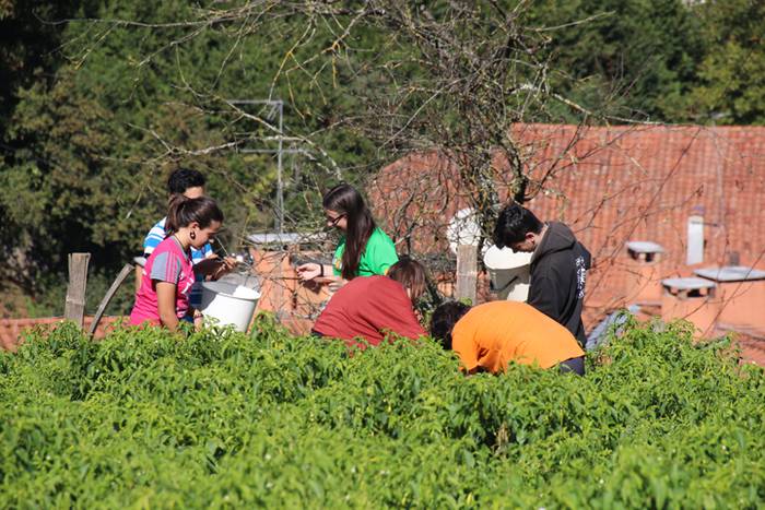 Ibarrako piperrak biltzen 20 27 1506521016160