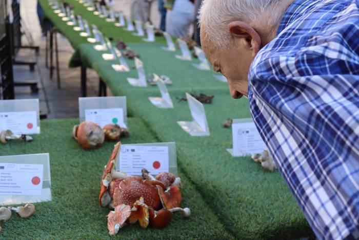 Perretxikoen plaza 19 1666439568364