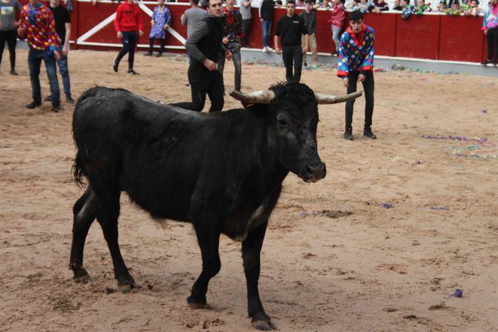 Inauteriak 2020, zezenak Ost 38 1582222560239