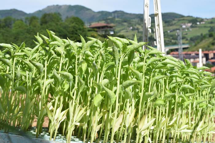 Piper landaketa Ibarran, 201 25 1494844409643