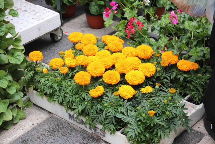 Lore eta Landare Azoka 2019 38 1558171914948