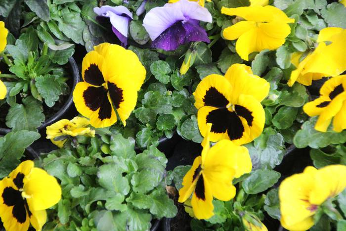 Zuhaitz Azoka Tolosan 2016 36 1456601479987