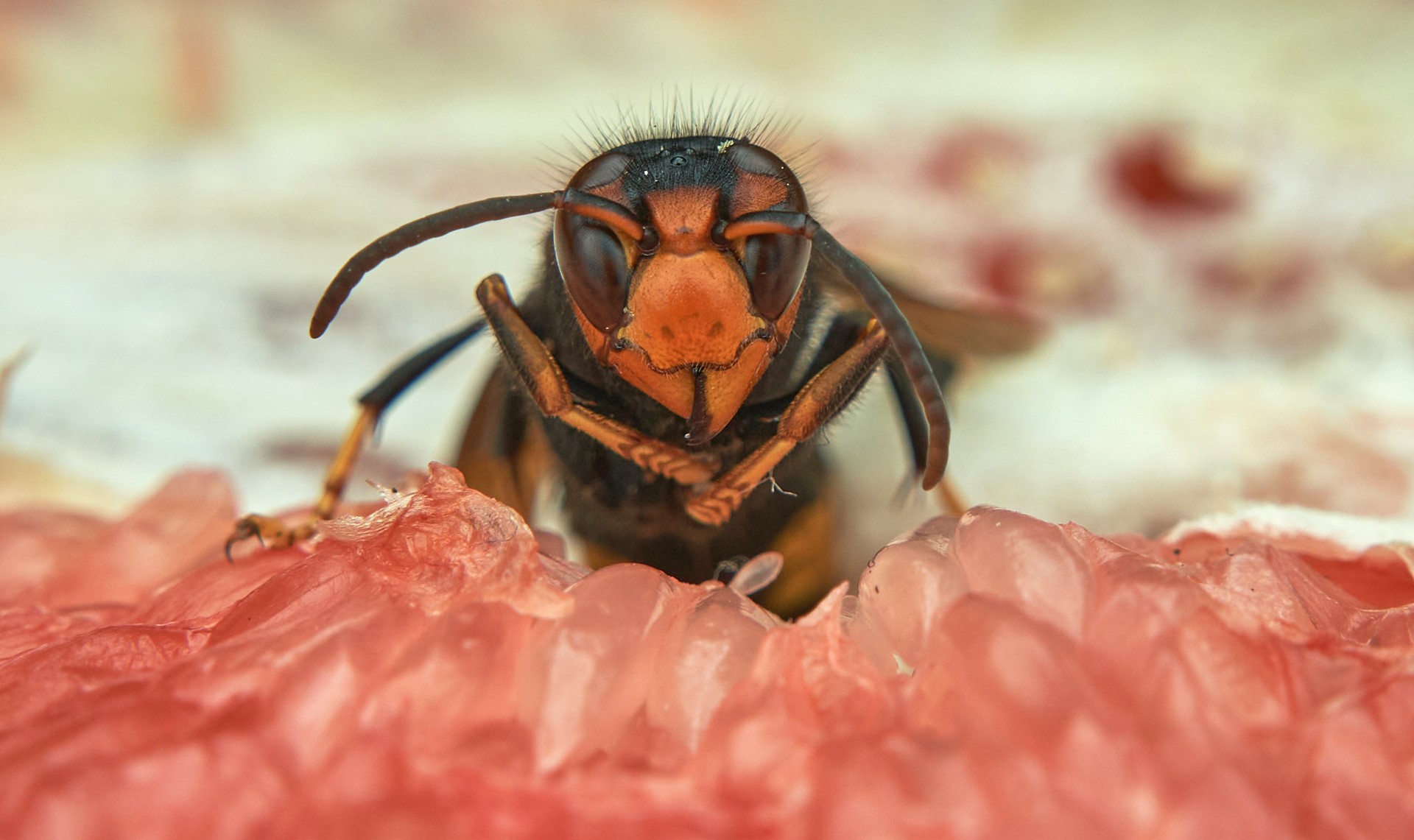 Liztor beltza