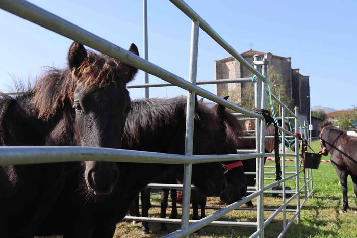 Zizurkilgo herrigunea azoka  49 1665320457312