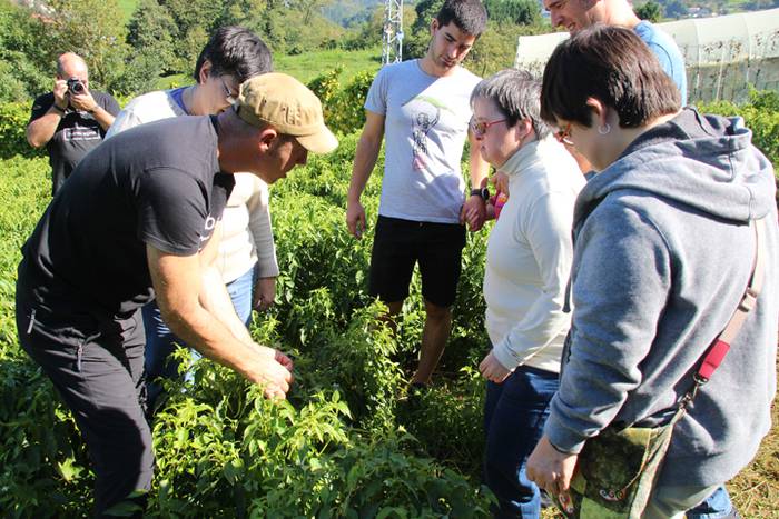 Ibarrako piperrak biltzen 20 23 1506520985175