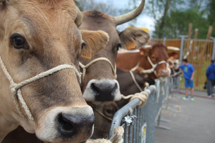 Abeltzain eta artisauen azoka hernialden 6 1462708878954