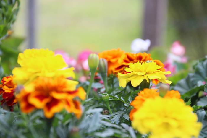 Alegako azoka ekologikoa 4 1462113306431