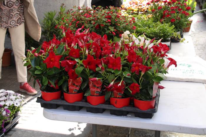 Udaberria loratu da Tolosan 21 1526734106671