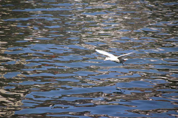 Arraunean, elkartasunez 75 1568470912733