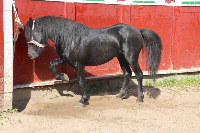 pottoka topaketa tolosa 3 1537627007516