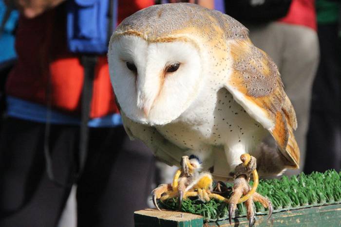 2016 bidea 31 1471775965993