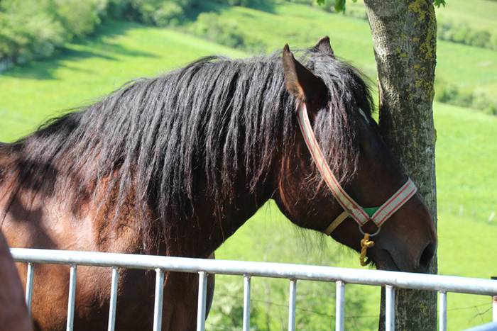 Larre irekiera Larraitzen 20 16 1493639758987