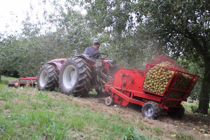 Sagarrak jasotzen. Altzo. Sa 32 1631723387236