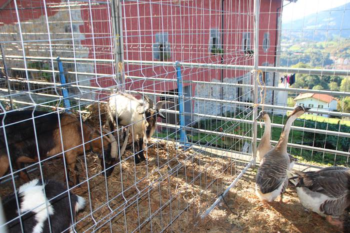 Animali, barazki eta artisau lanen bilgune 23 1477830836250