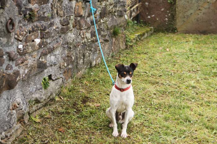 Animaliak bedeinkatu dituzte 1 1642416853381