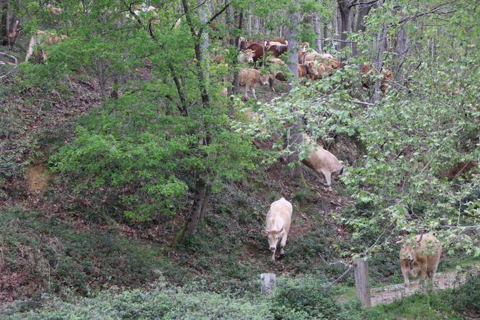 Larre irekiera festa Komizar 3 1650713593442