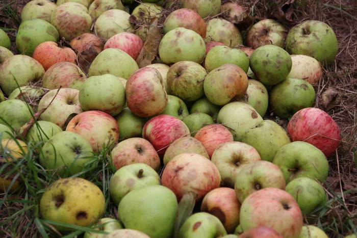 Sagarrak jasotzen. Altzo. Sa 23 1631723384266