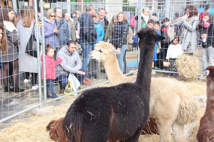 Tolosako Gabonetako azoka be 98 1514054513676