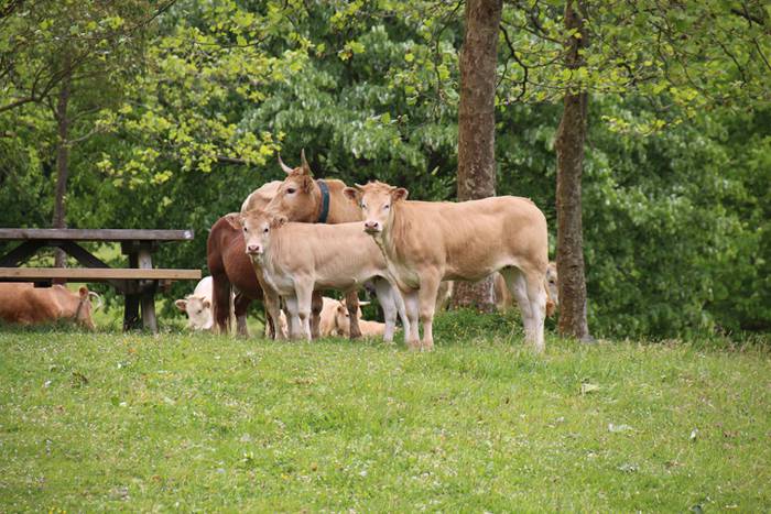 Amasamendira bota dute ganad 24 1493649260380