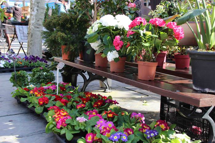 Tolosako Lore eta Landare Az 27 1549717217151