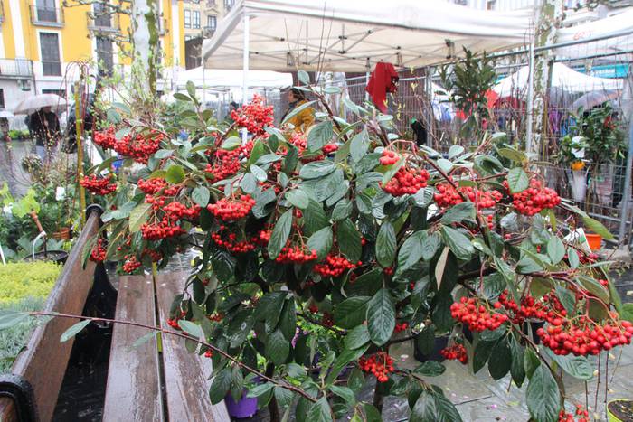 Zuhaitz Azoka Tolosan 2016 44 1456601483287