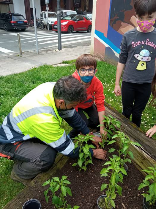 Piperrak landatu dituzte Iba 6 1621252670245