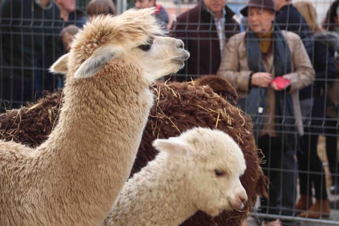 Gabonetako azokak jende asko 34 1576941763669