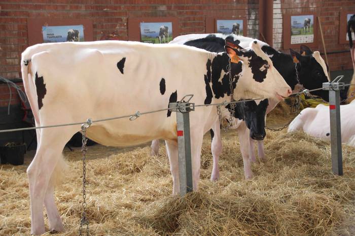 X. Euskal Herriko Frisoi Txa 9 1542479454080