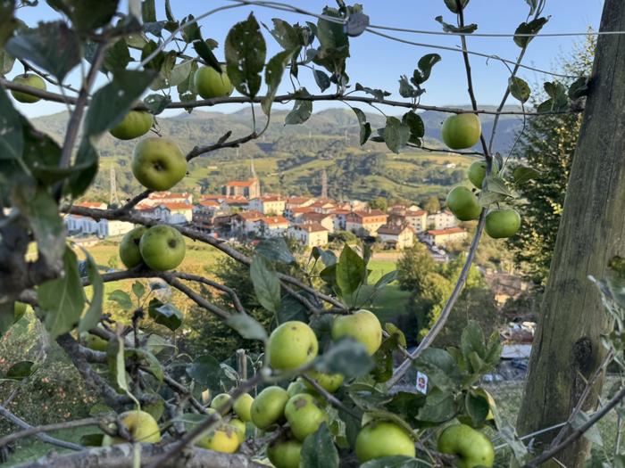 Aduna, sagarrondoaren muinean