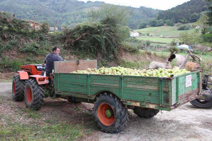 Sagarrak jasotzen. Altzo. Sa 45 1631723391788