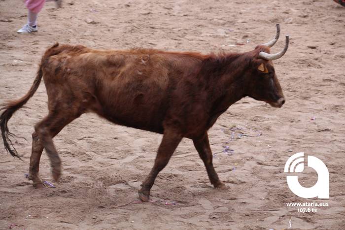 Zezenak adarrak okerrak ditu 50 1488277447766