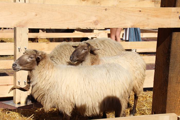 Lurraren zaindari direnen er 88 1507466595373